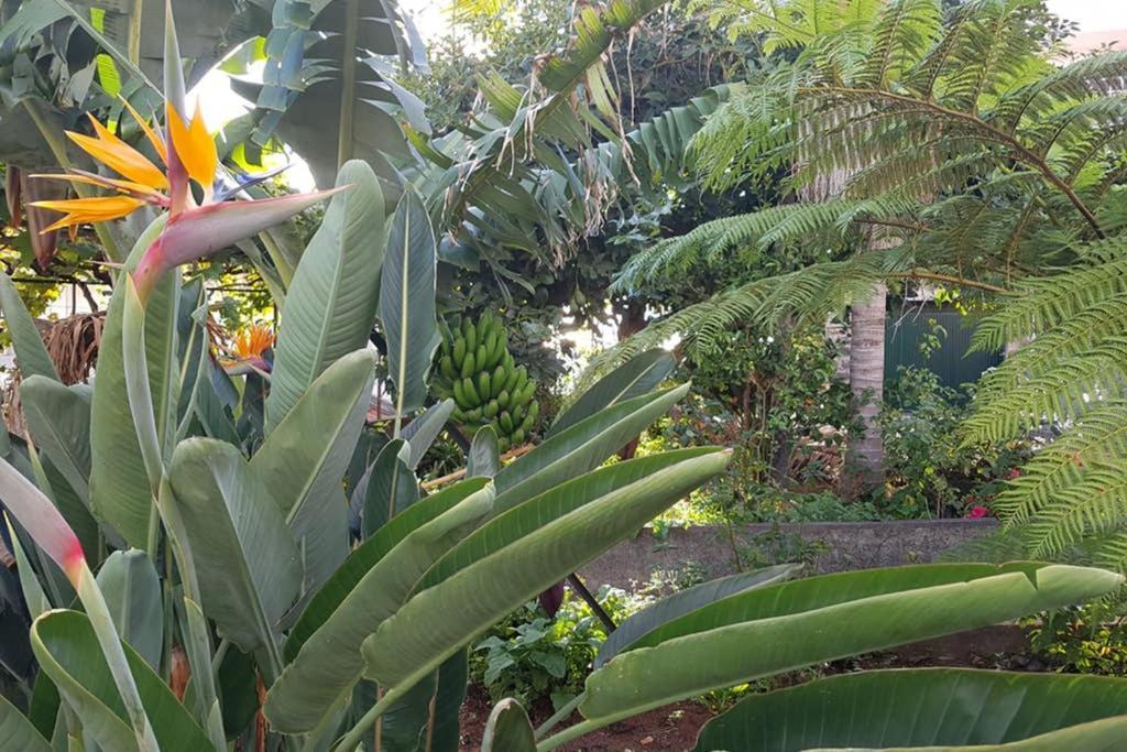City View Gardens Funchal  Exterior foto